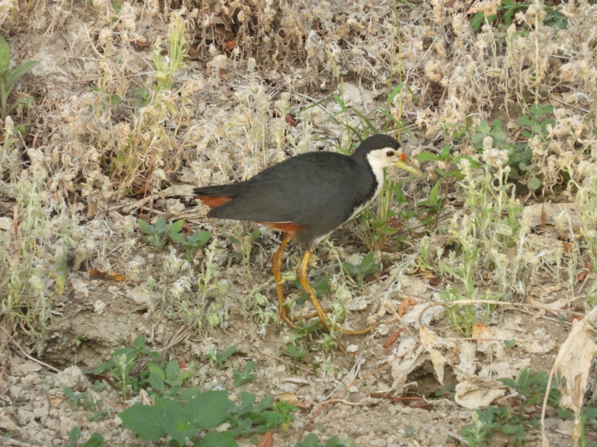 White-breasted Waterhen - ML426769631