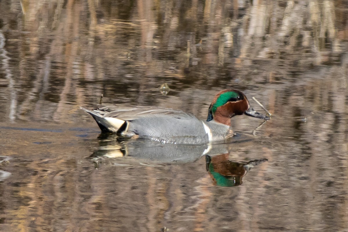 Green-winged Teal - ML426770461