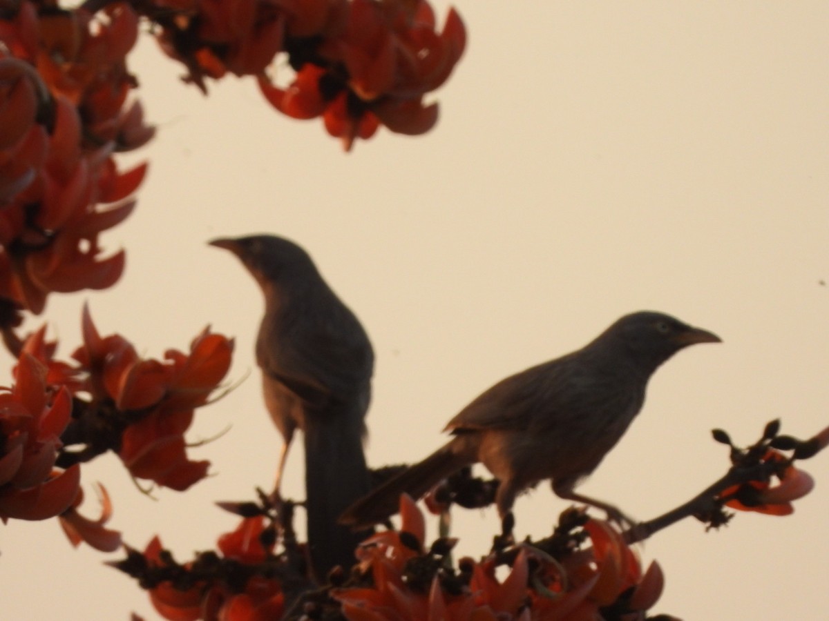 Jungle Babbler - ML426770901