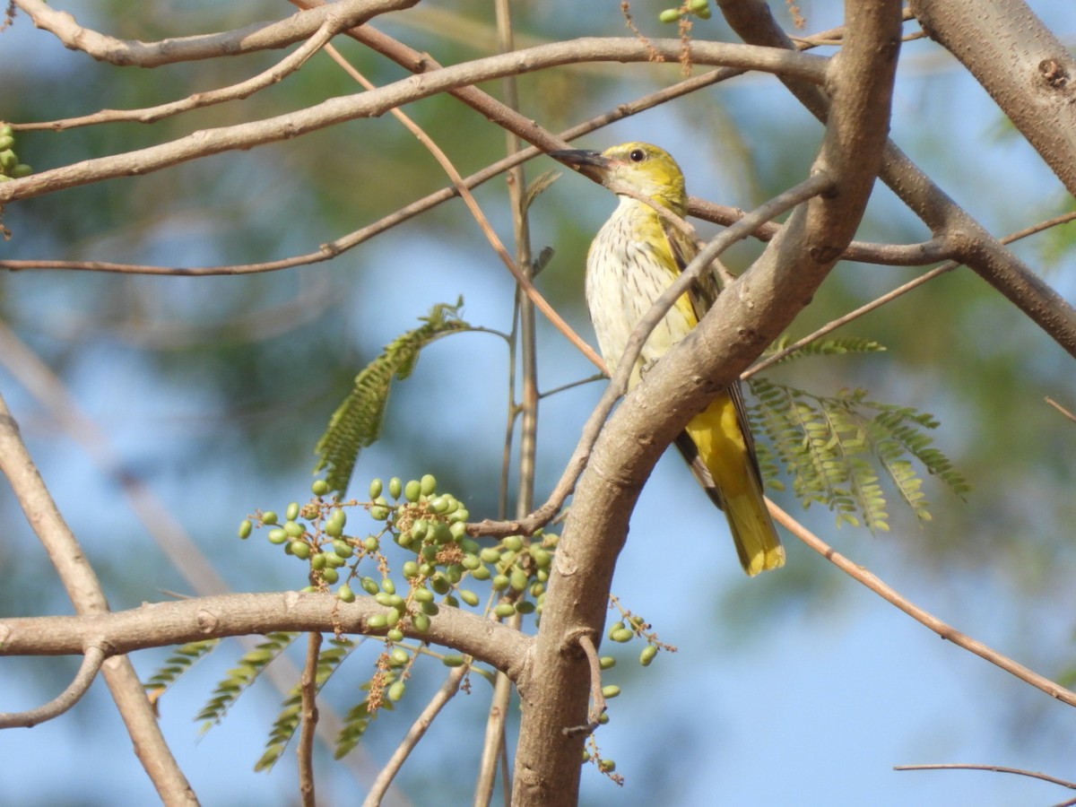 Indian Golden Oriole - ML426771121