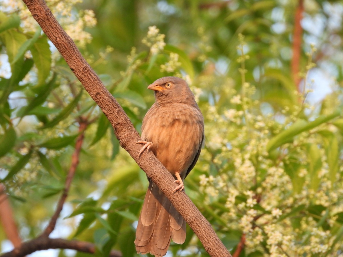 Jungle Babbler - ML426771631