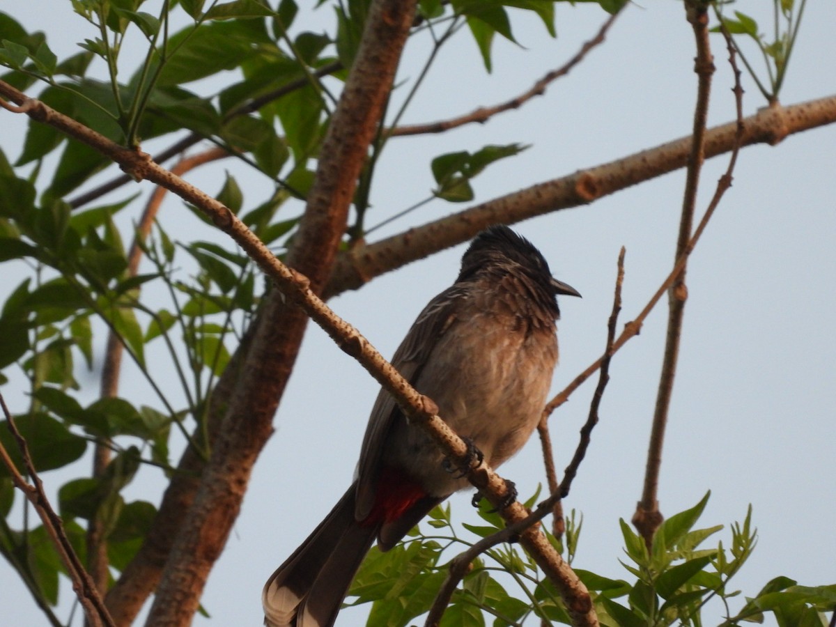 Red-vented Bulbul - ML426772041
