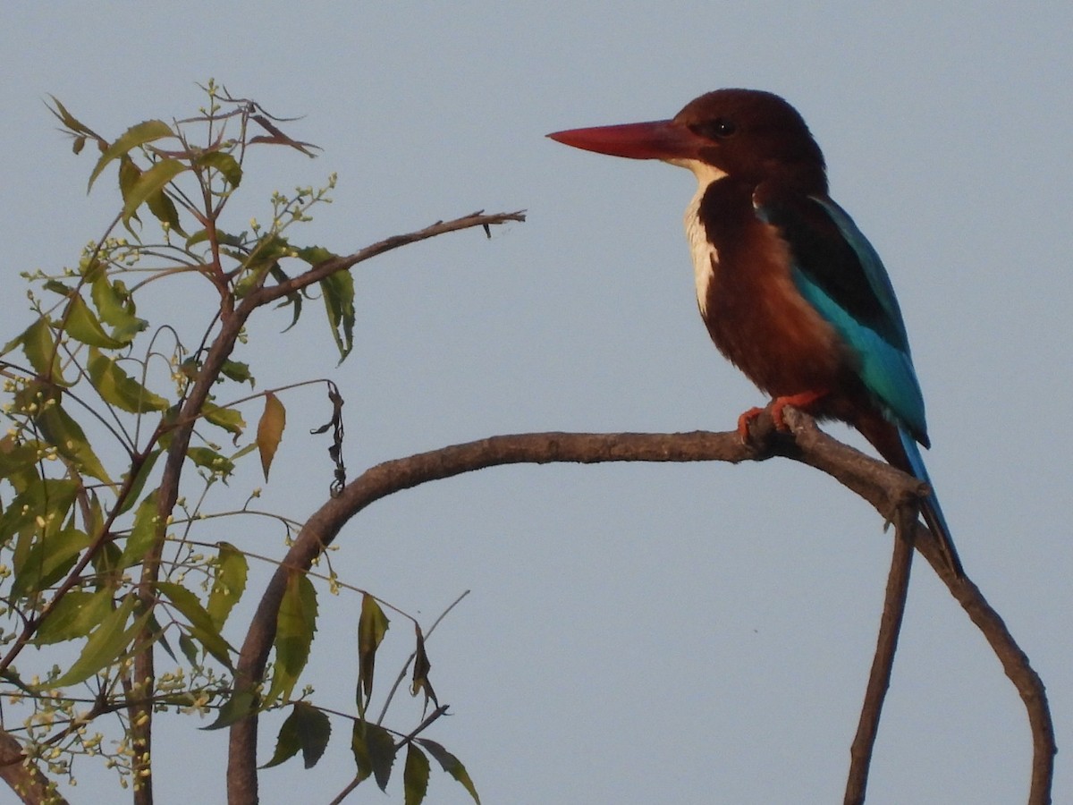 White-throated Kingfisher - ML426773031