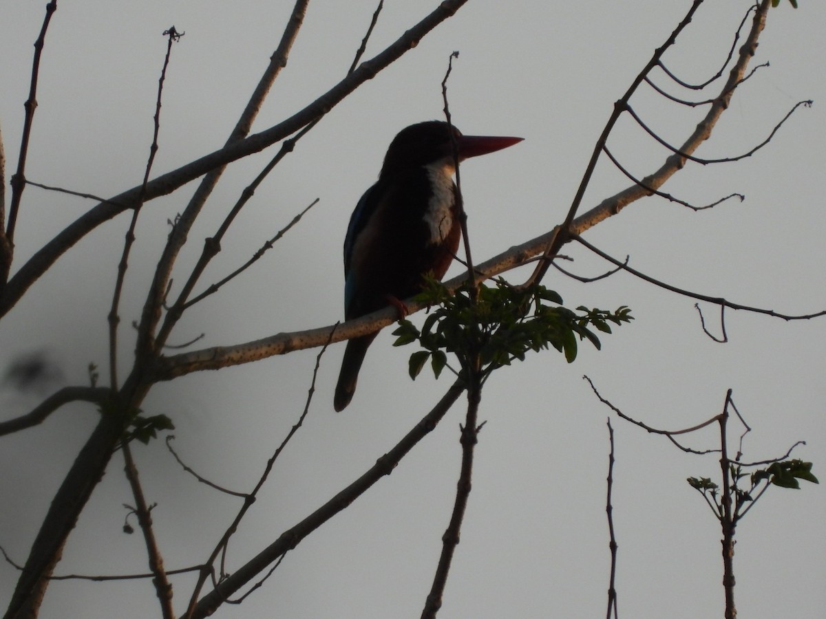 White-throated Kingfisher - ML426773341