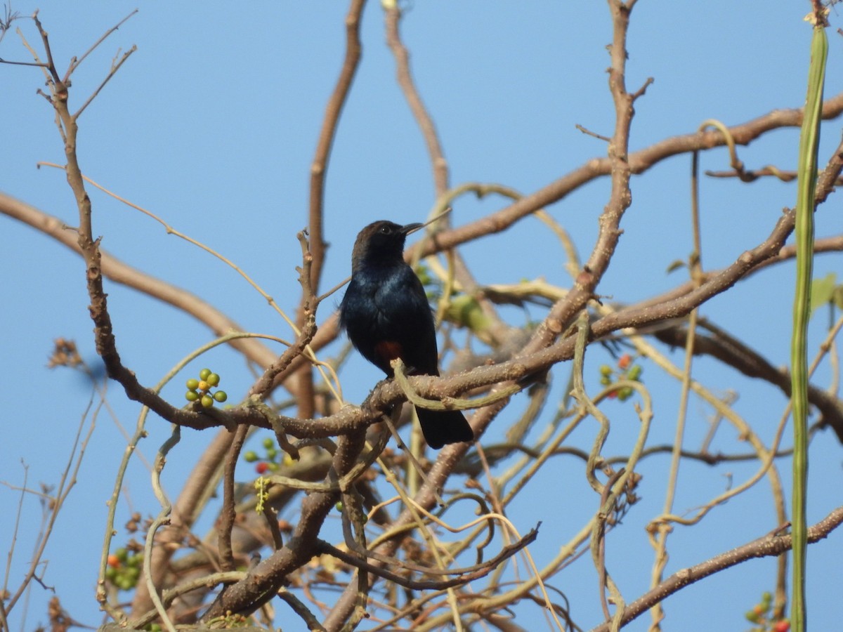 Purple Sunbird - ML426773561