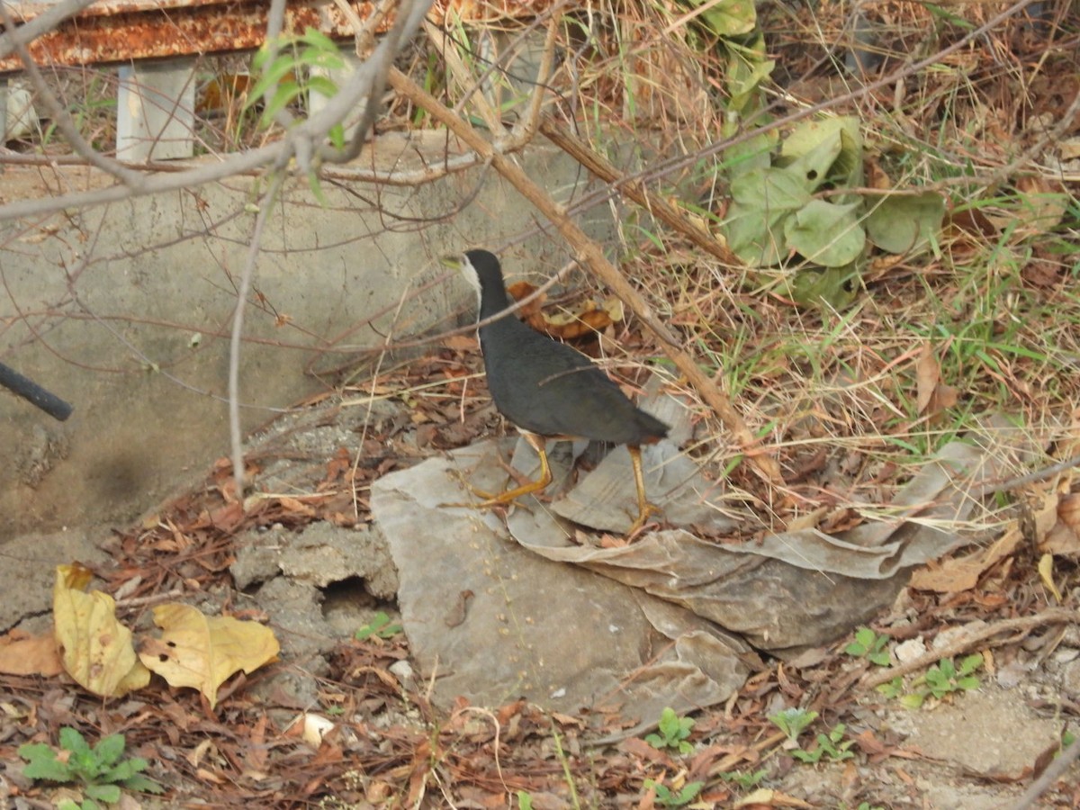 White-breasted Waterhen - ML426774451