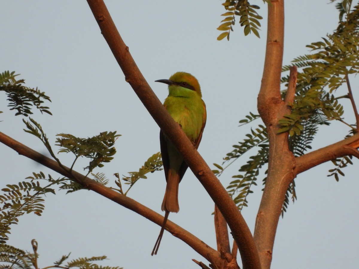 Asian Green Bee-eater - ML426775321