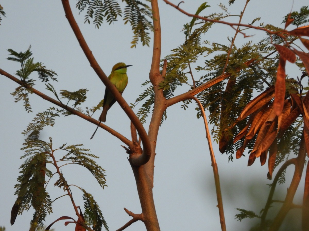 Asian Green Bee-eater - ML426775741