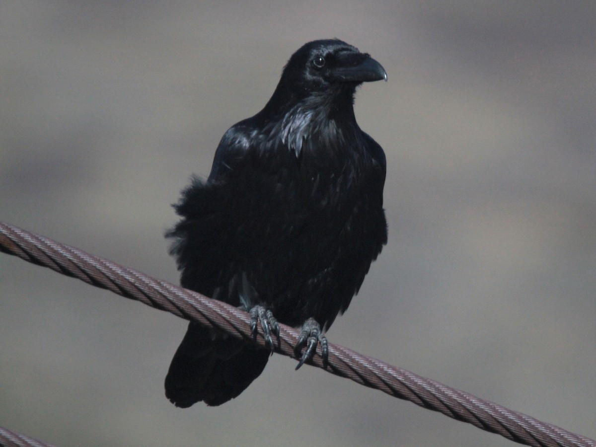 Common Raven - ML426775751