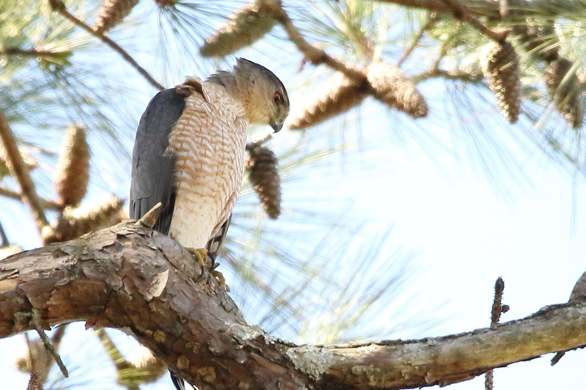 Cooper's Hawk - ML426776521