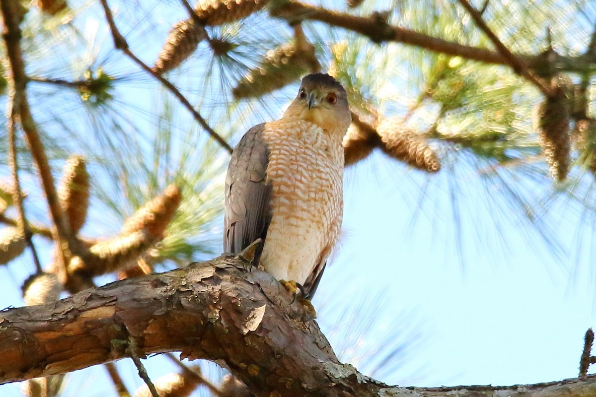 Cooper's Hawk - ML426776531