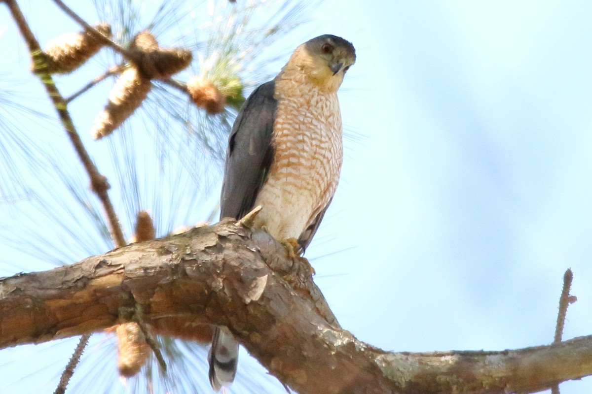 Cooper's Hawk - ML426776561