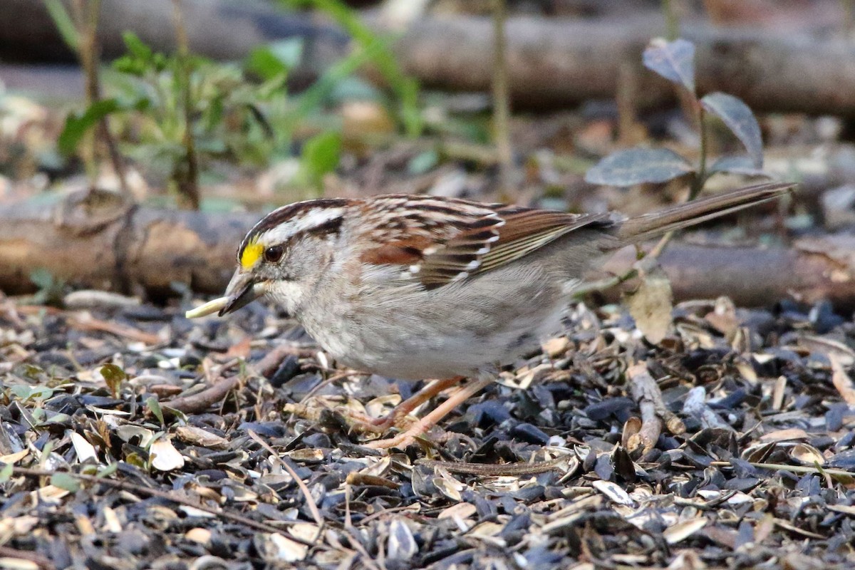White-throated Sparrow - ML426776921