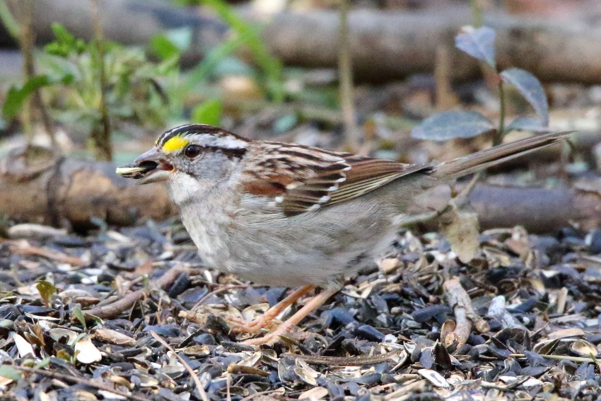 White-throated Sparrow - ML426776941