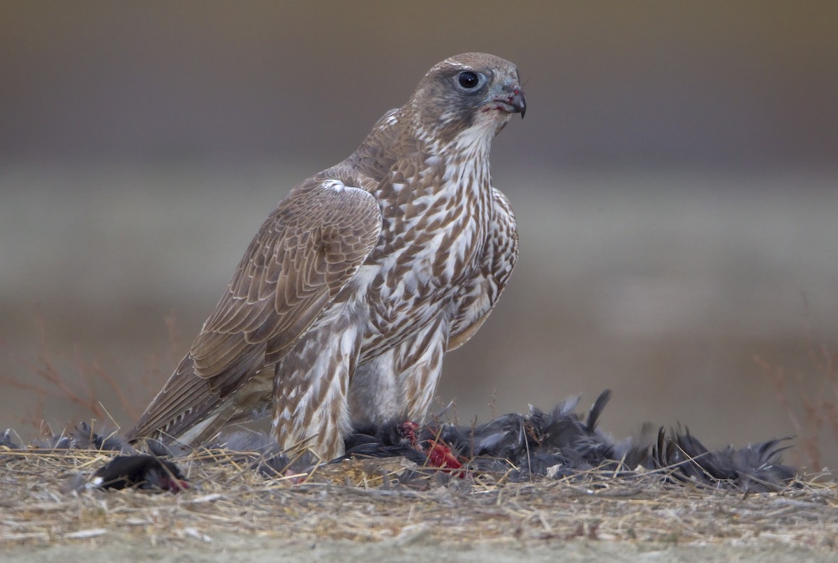 Gyrfalcon - ML426778221