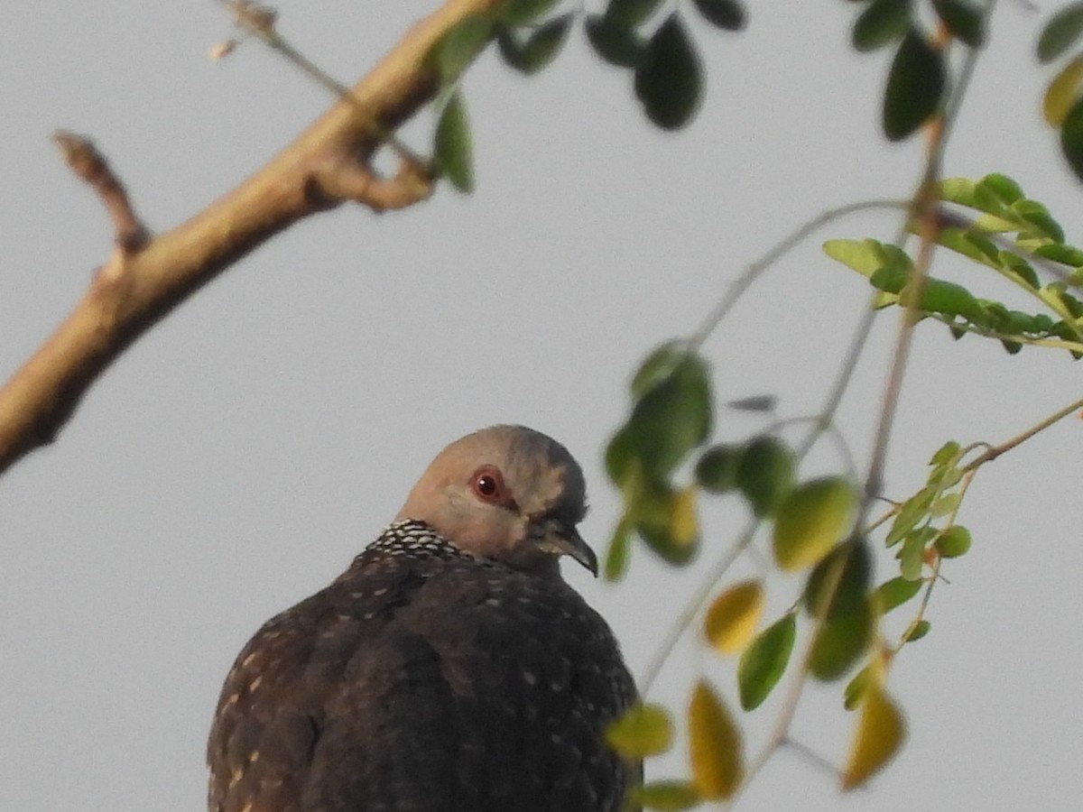 Spotted Dove - ML426778321