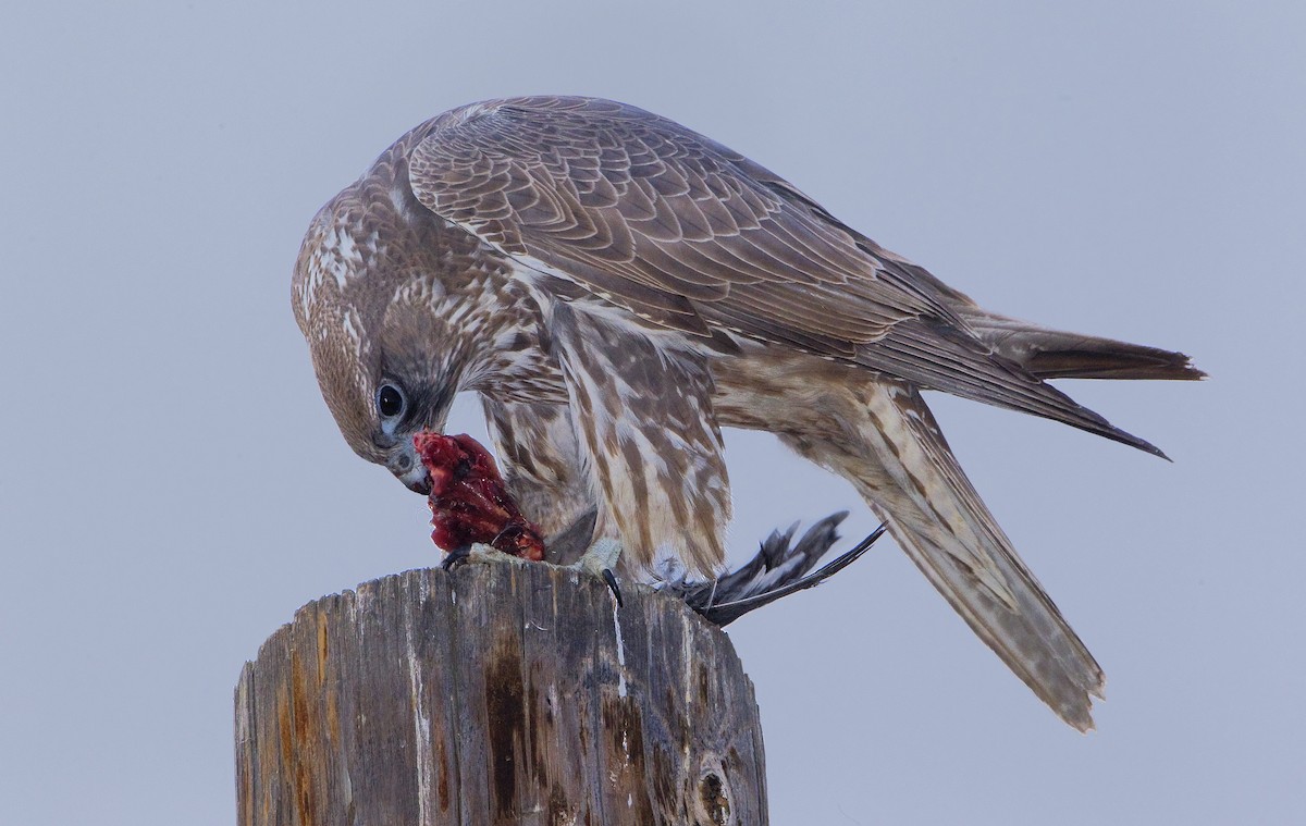 Gyrfalcon - ML426778361