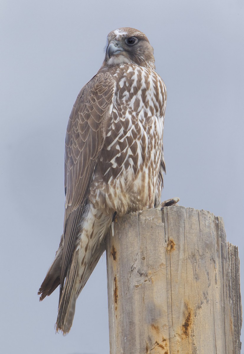 Gyrfalcon - ML426778371