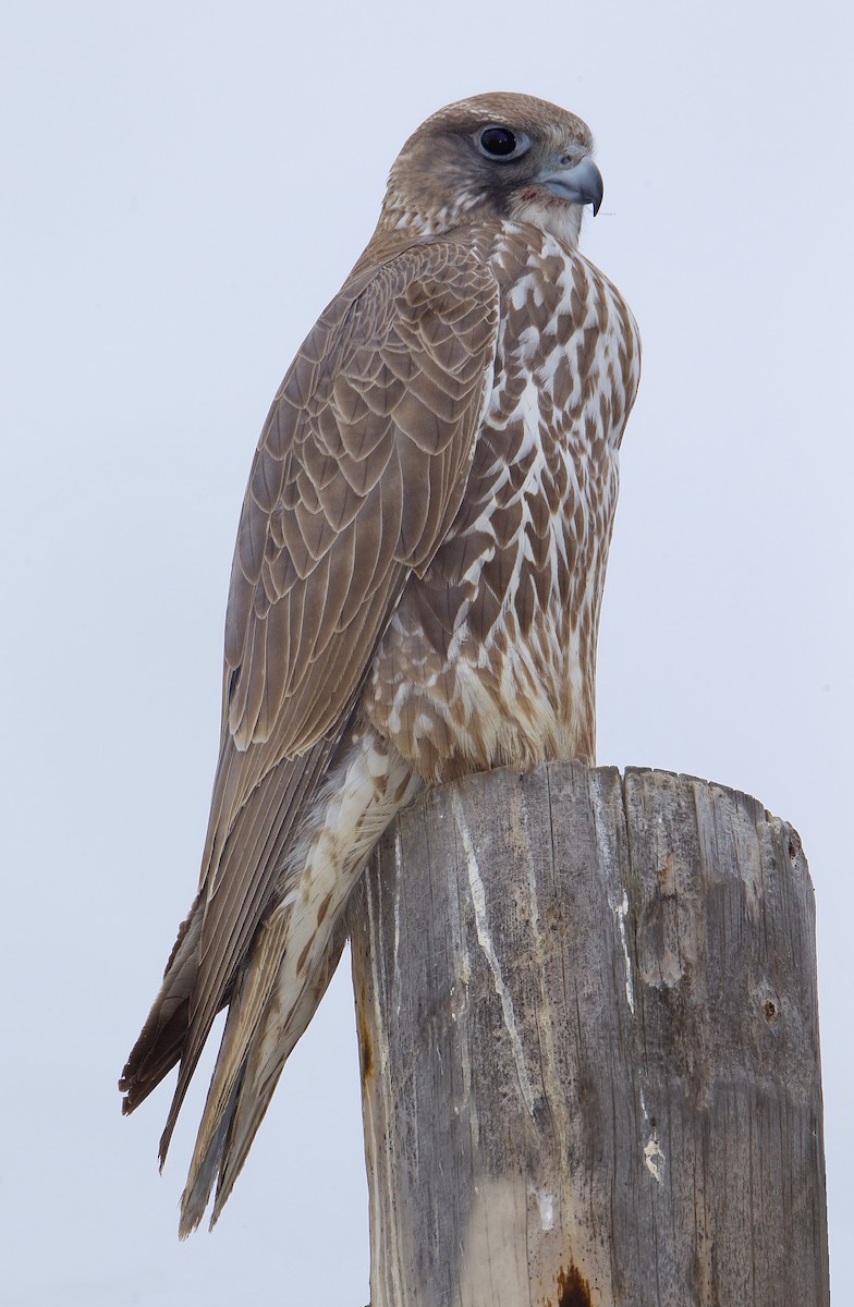 Gyrfalcon - ML426778381