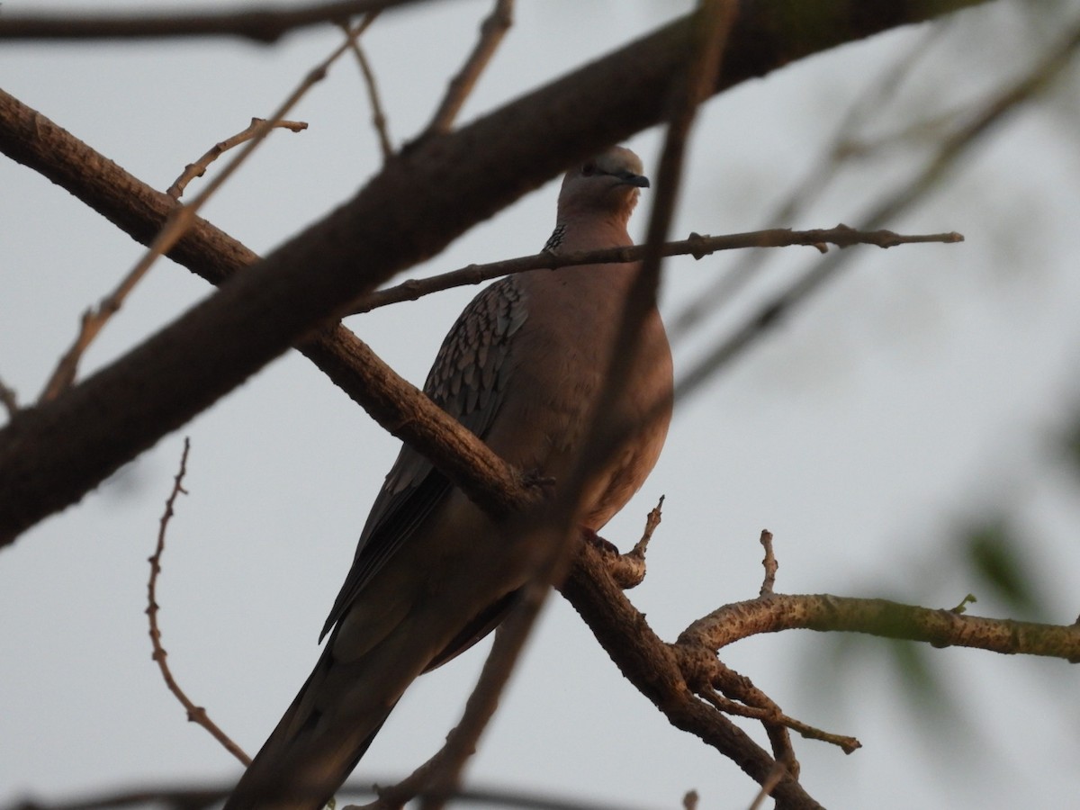 Spotted Dove - ML426779771
