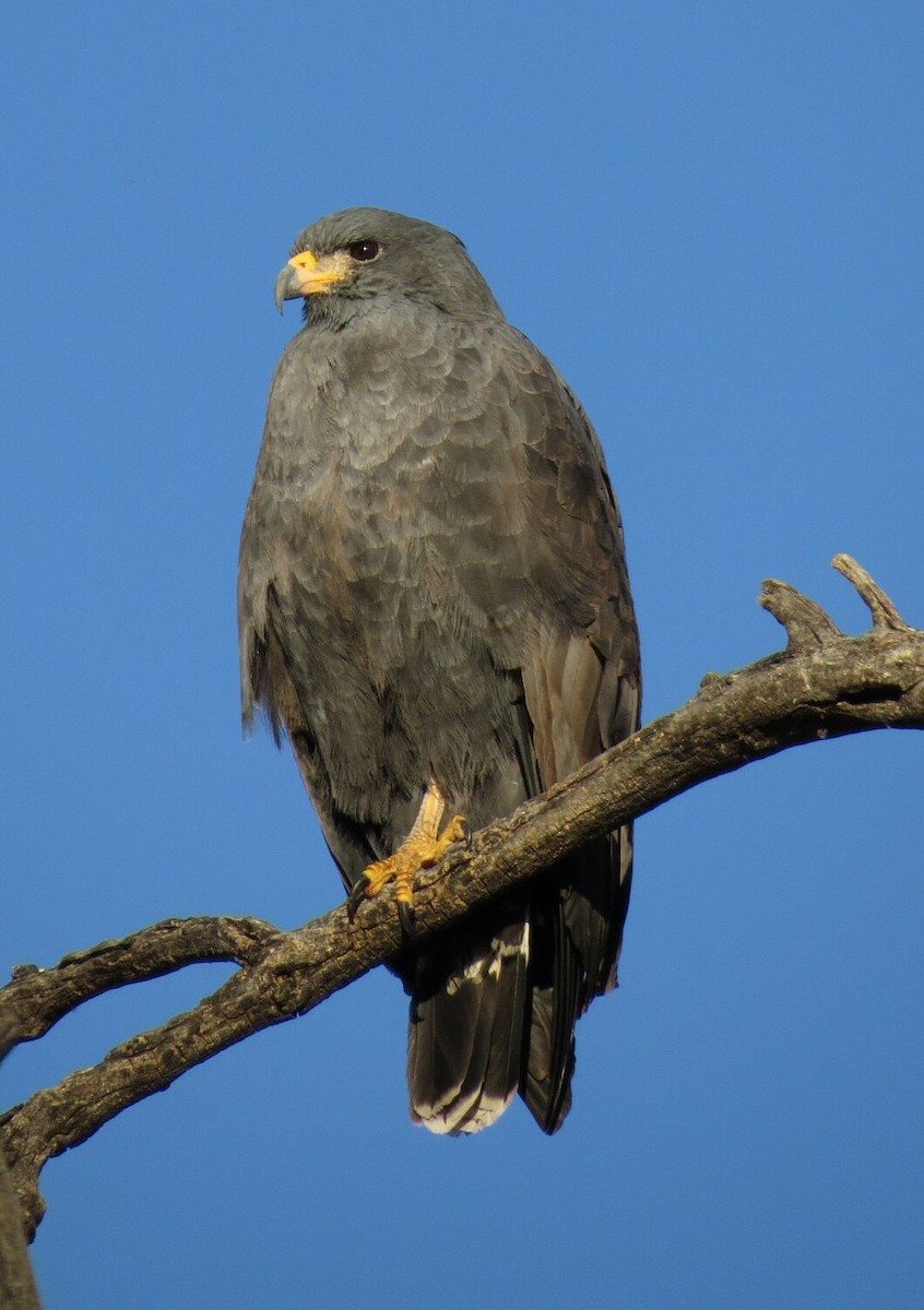 Common Black Hawk - Andy Stepniewski