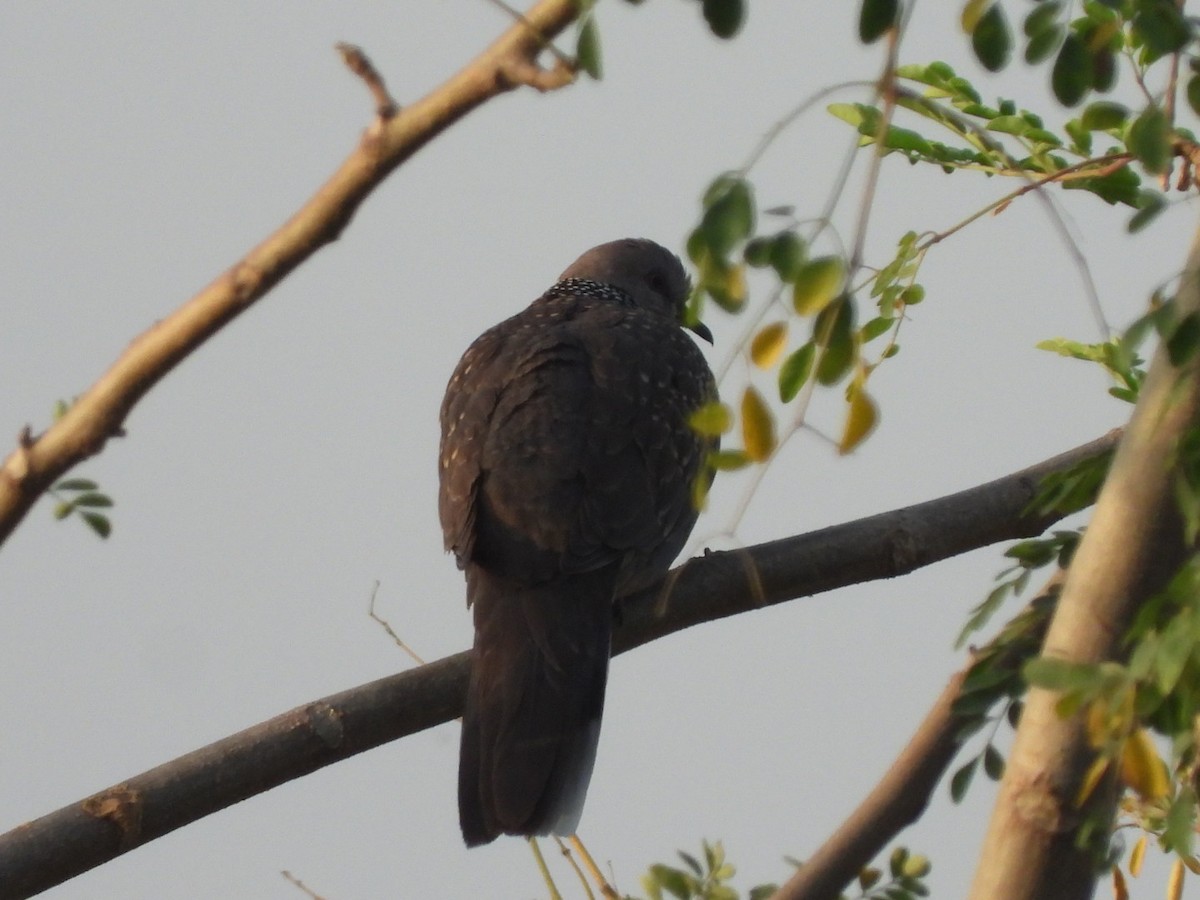 Spotted Dove - ML426779941