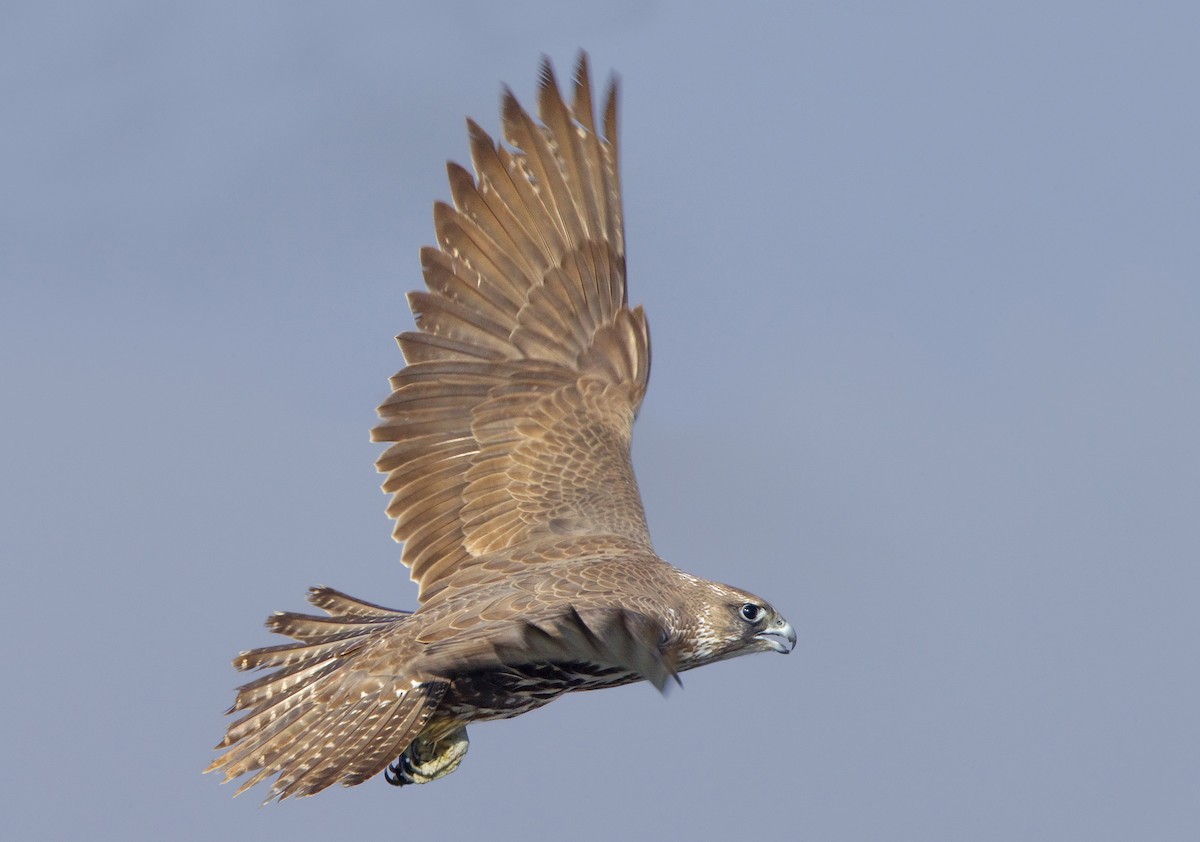 Gyrfalcon - ML426780281