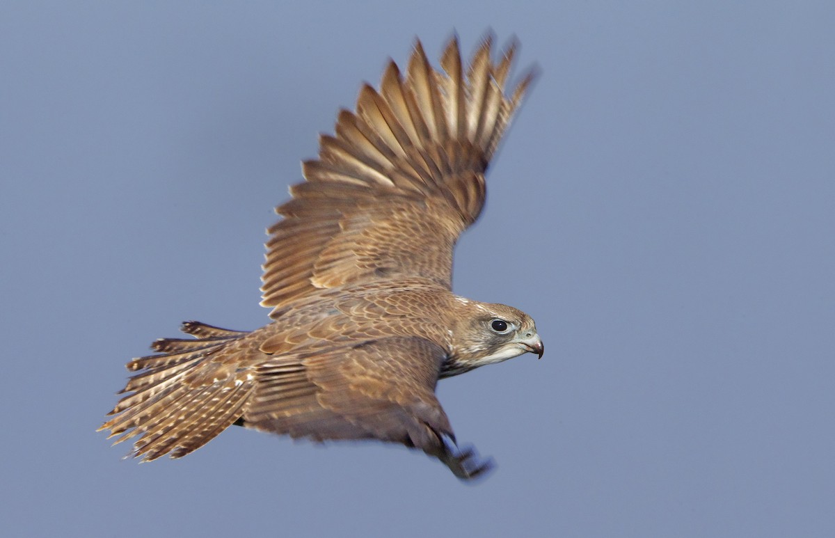 Gyrfalcon - ML426780291