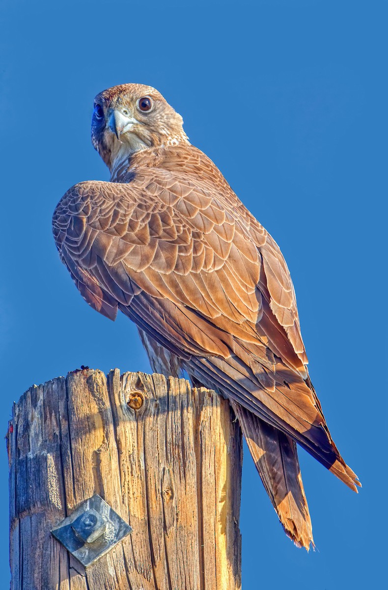 Gyrfalcon - ML426780301