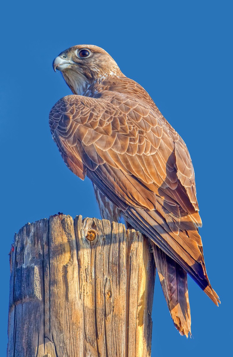 Gyrfalcon - ML426780341
