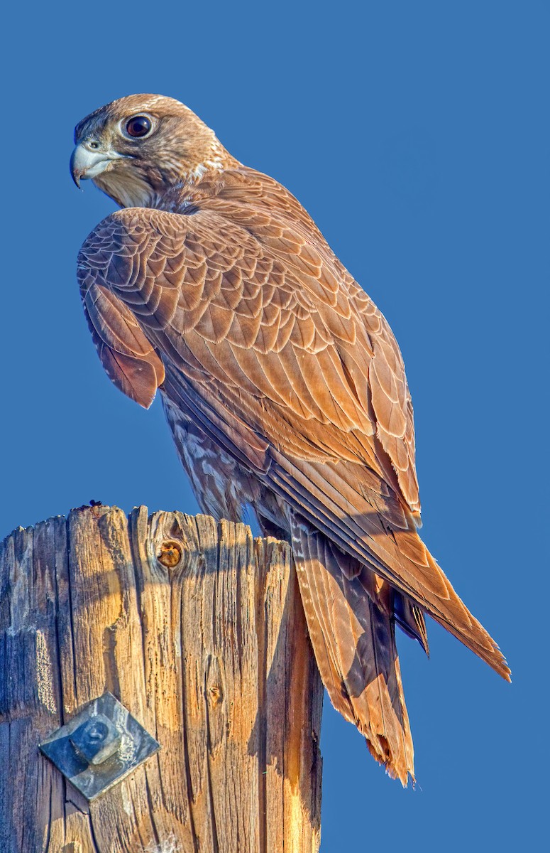 Gyrfalcon - ML426780351