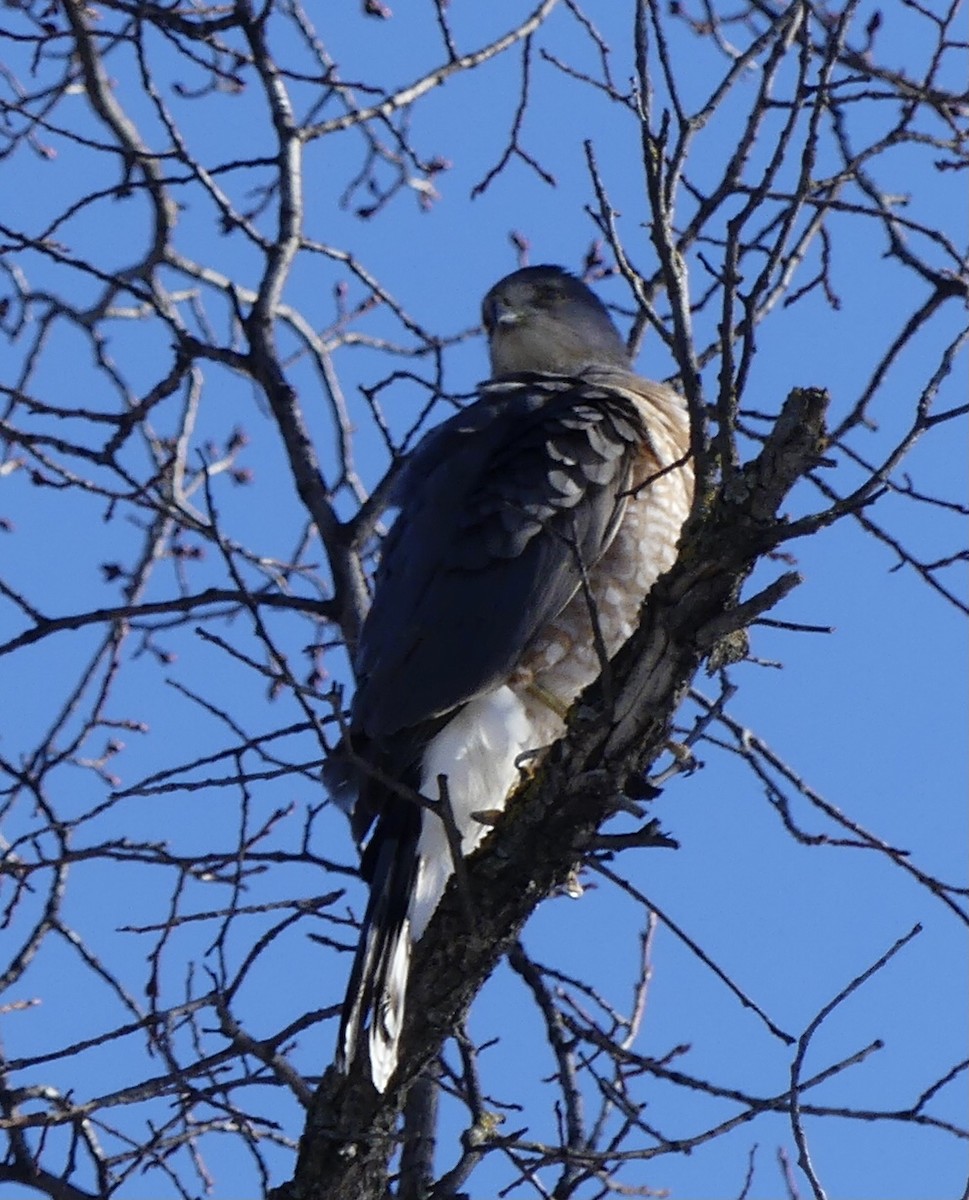 Cooper's Hawk - ML426781101