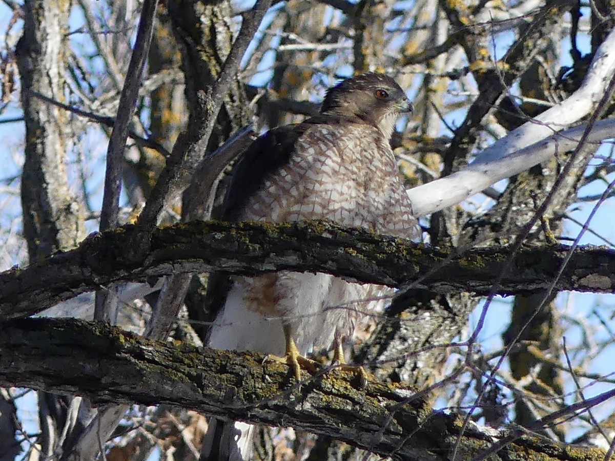 Cooper's Hawk - ML426781121