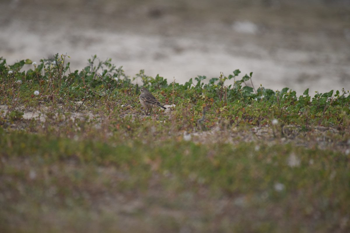 American Pipit - ML426782901