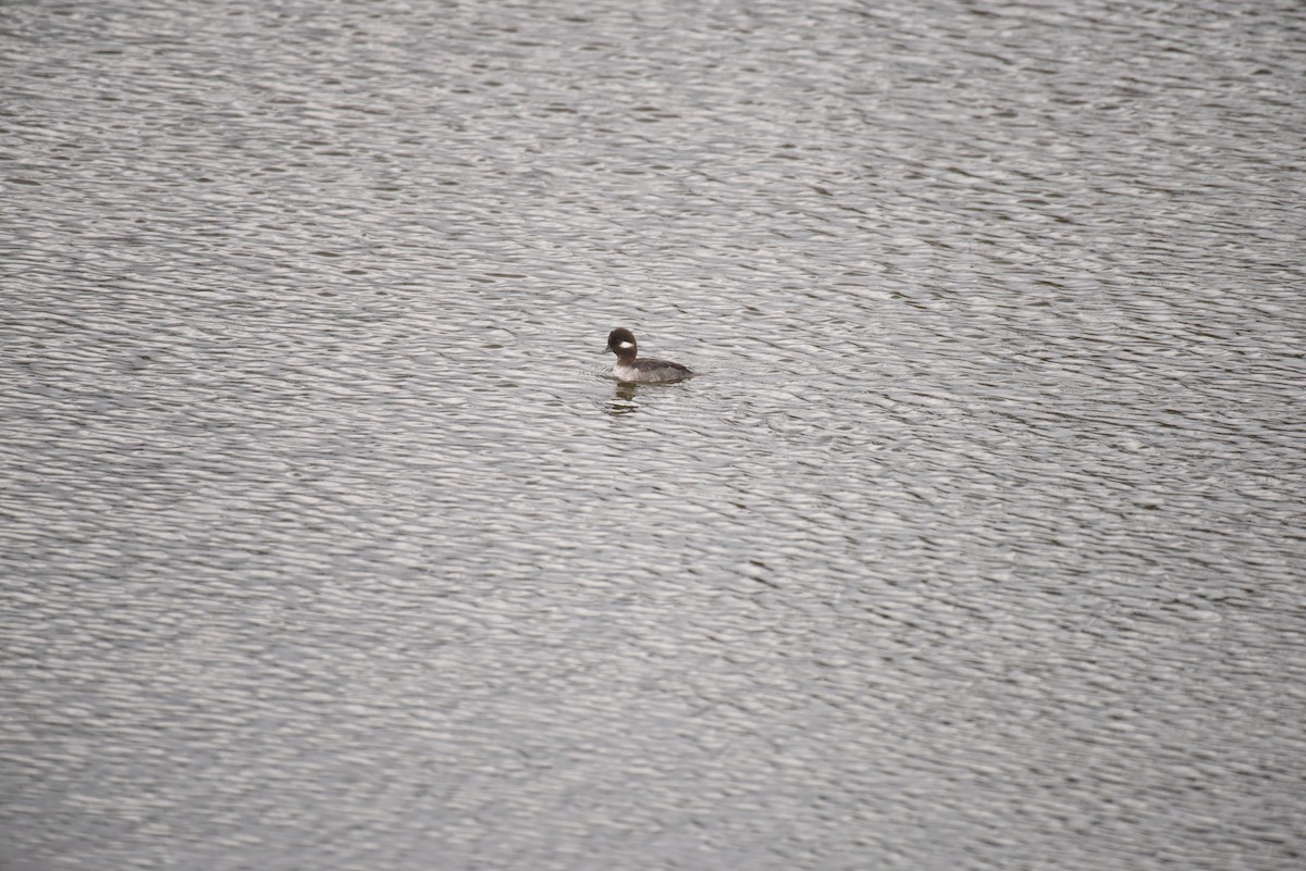 Bufflehead - ML426783301