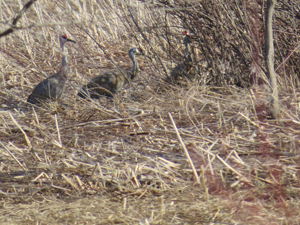 Sandhill Crane - ML426783581