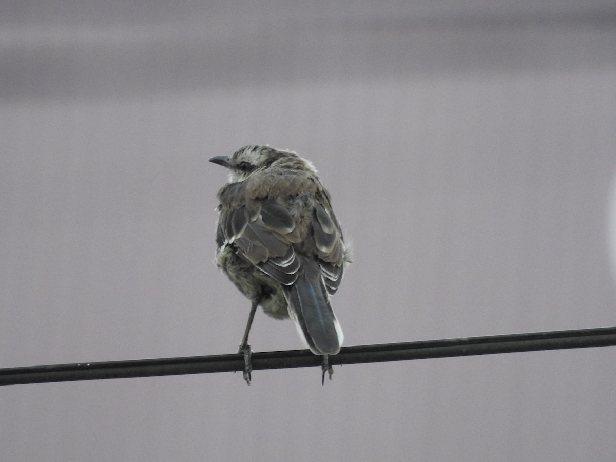 Chalk-browed Mockingbird - ML426784161