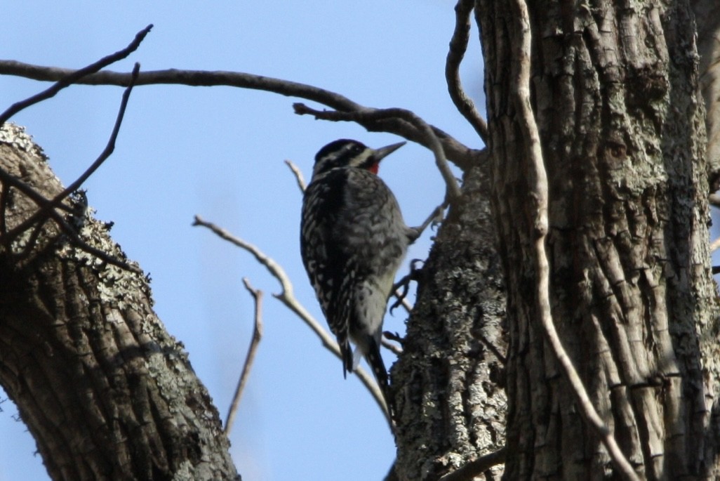 Yellow-bellied Sapsucker - ML426786821