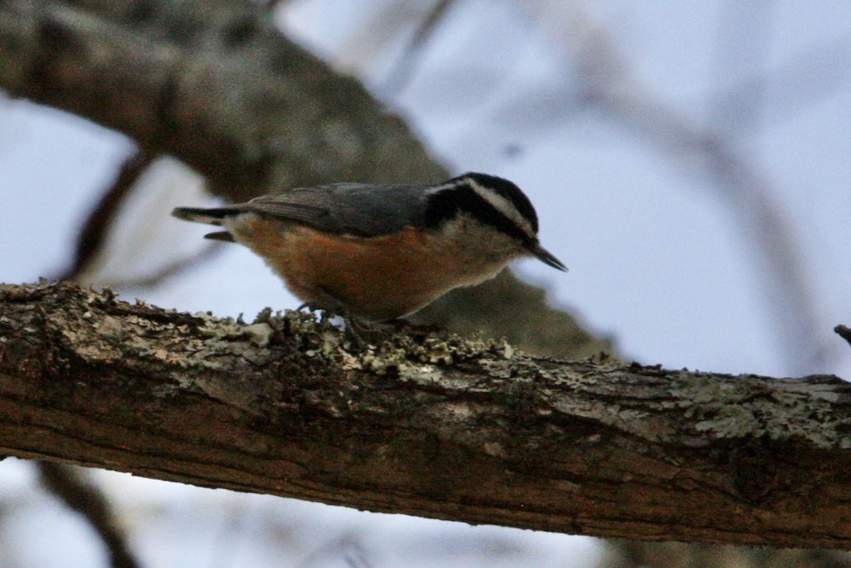 Red-breasted Nuthatch - Drew Allen