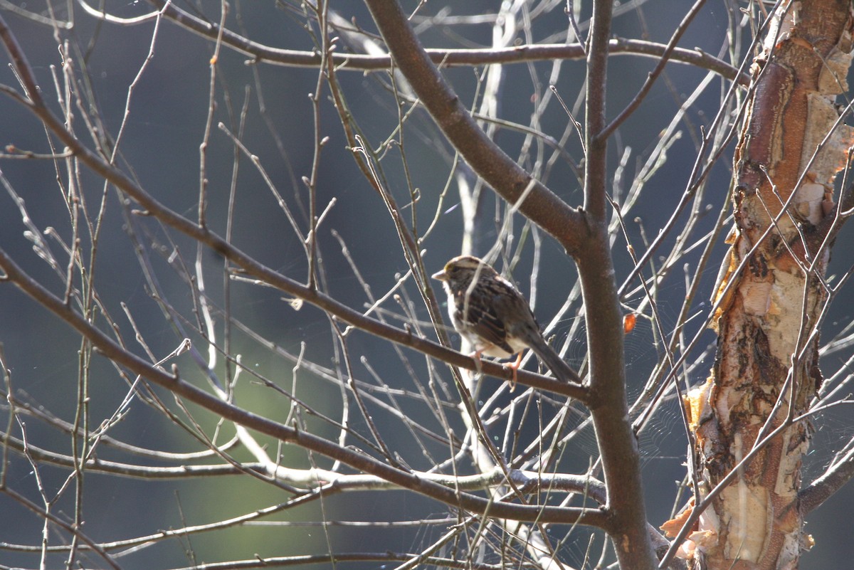 White-throated Sparrow - Drew Allen