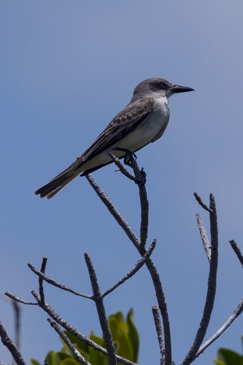 Gray Kingbird - ML426787421