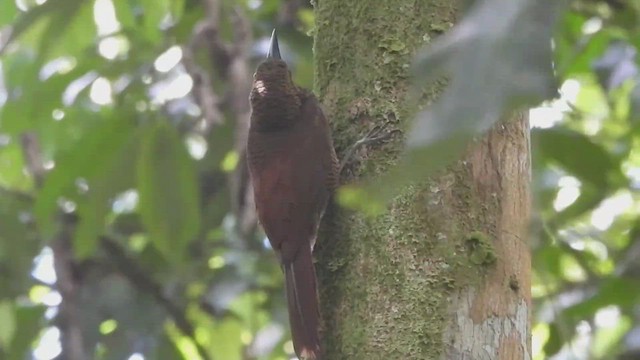 Northern Barred-Woodcreeper - ML426788591