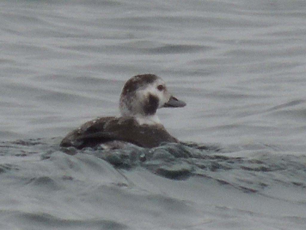 Long-tailed Duck - ML42678981