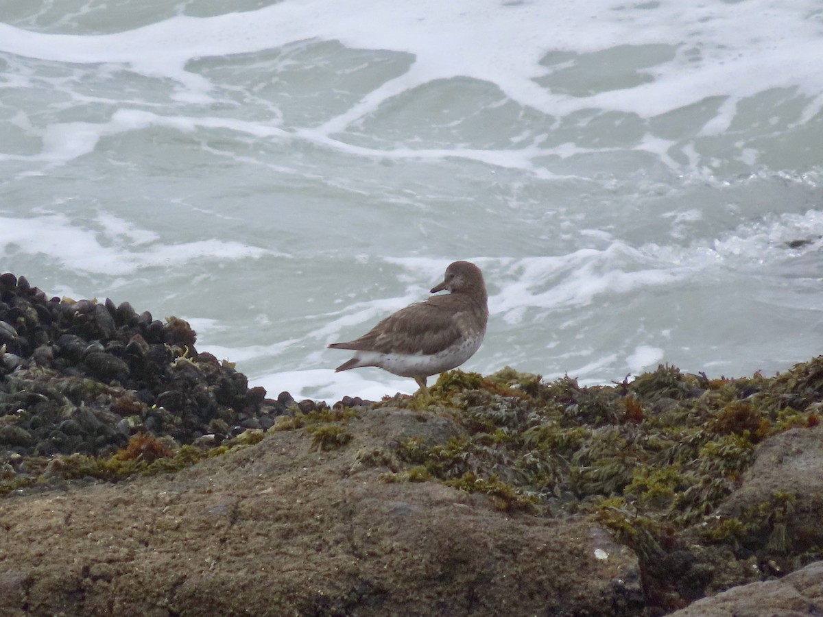 Surfbird - ML426789811