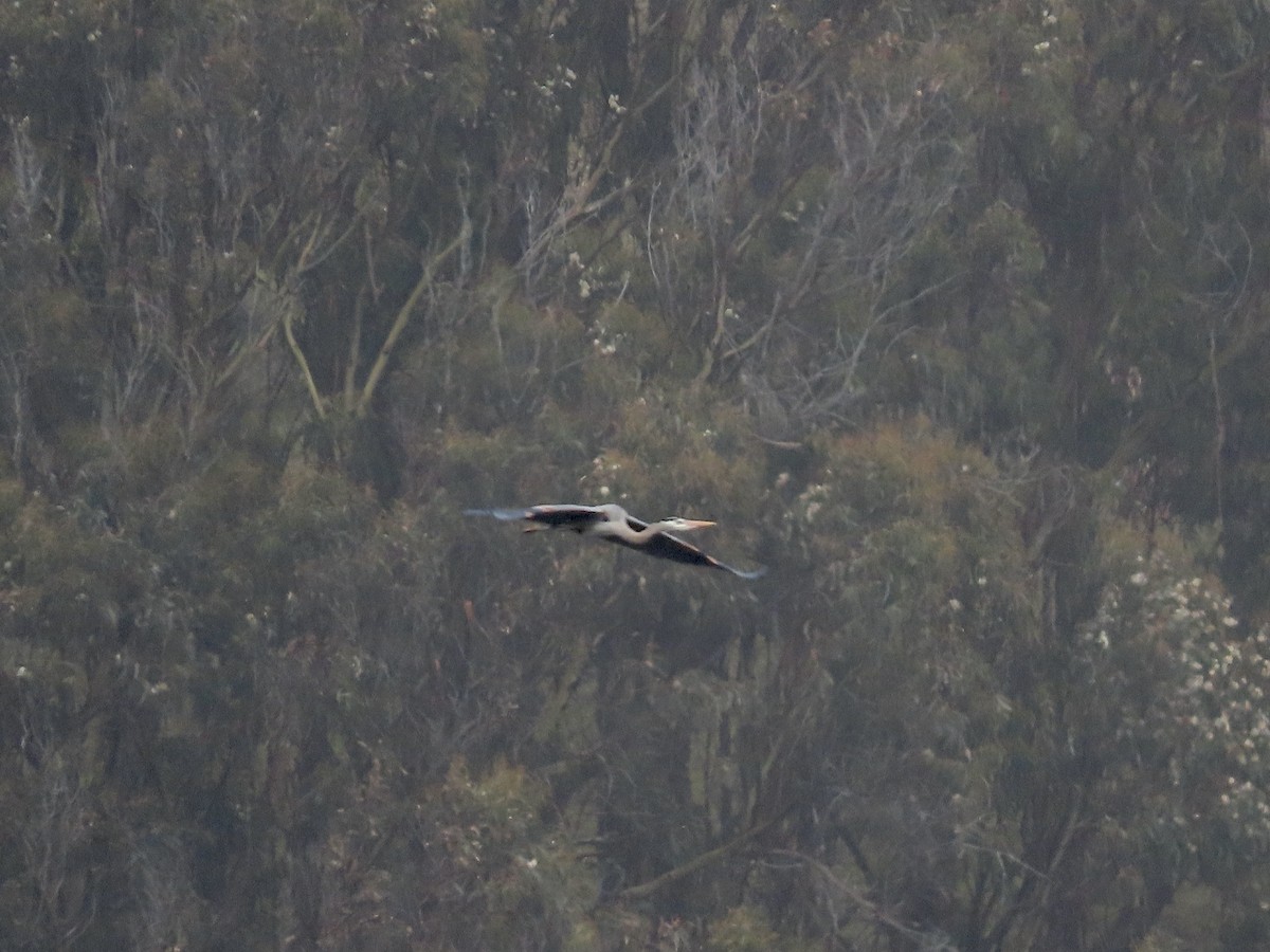 Great Blue Heron - ML426790151