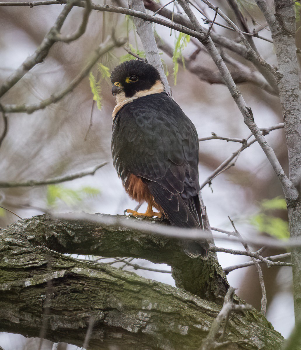 Bat Falcon - ML426790221