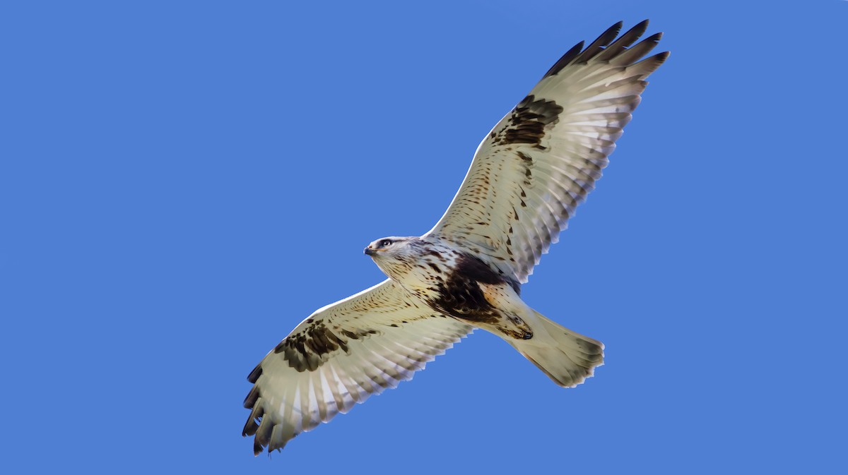 Paçalı Şahin - ML426791471