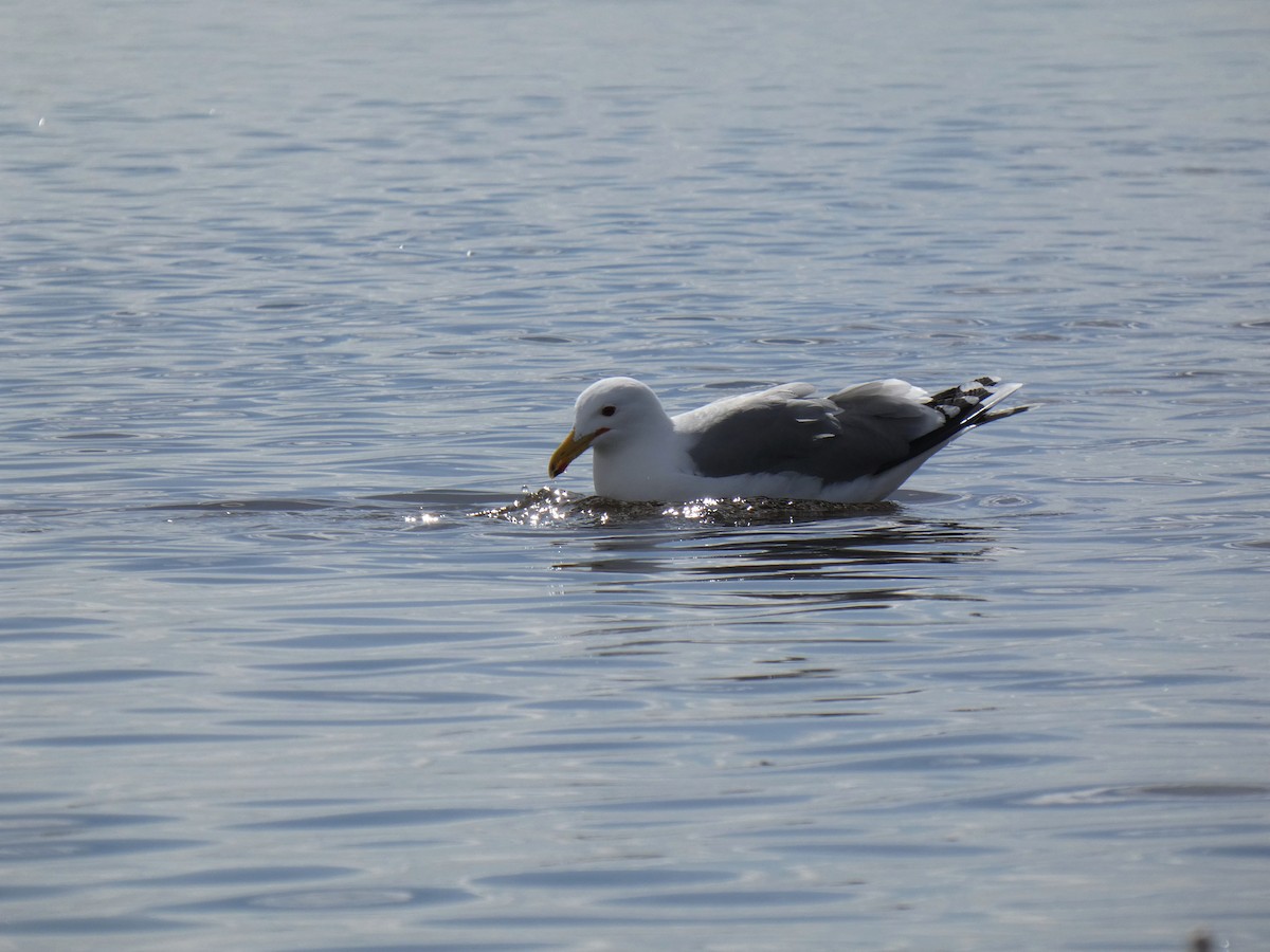 California Gull - Blake Weis