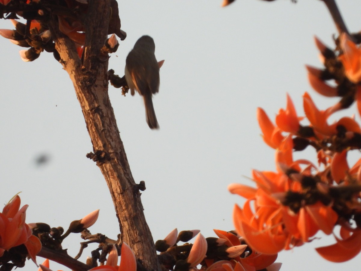 Gray-breasted Prinia - ML426792601