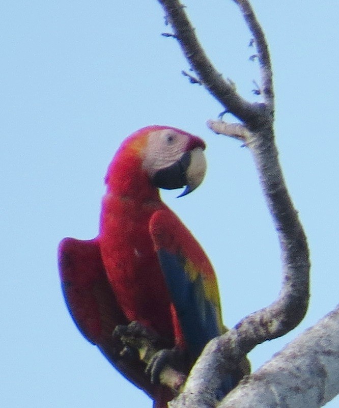 Scarlet Macaw - ML42679291